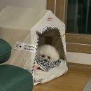 (주)밀레펫(이마트청주점) | [주간일기] 7월 둘째주 (7월 6일 ~ 7월 12일)