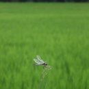 계산천 Daum카페
