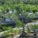 소나무농장 이미지