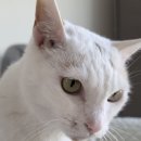 행복한 동물병원 | 박쪼꼬 고양이 치아흡수병변 수술 후기 (청주 메이동물병원)