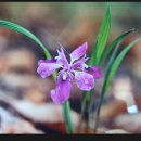 한붓꽃그림 이미지