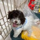 멍벤져스 이미지