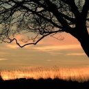 나무한그루 이미지