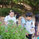 6. 20 봉숭아 살피기, 천연염색이 되는 풀 찾아보기, 분수놀이 이미지