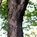 배나무한의원 이미지