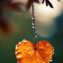 단풍 일러스트 이미지 이미지