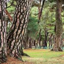 명옥헌원림2(입구) 이미지