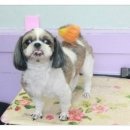 곁에 있을개 이미지