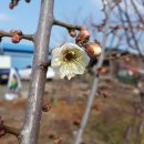 군산 매화꽃 이미지