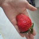 킹스베리 이미지