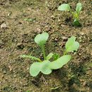 연한농장 이미지