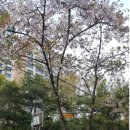 개포소망공인중개사사무소 이미지