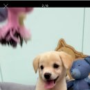 댕댕이뽀샵 이미지