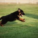 아마존애견사 이미지