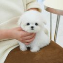 부산강아지분양 테디럽 명지본점 이미지