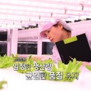 [ 해피팜 소식 ] 연합뉴스 TV 스페셜 방영! 도심 속 초록빛 혁신, 마곡나루 스마트팜을 소개합니다.