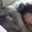 맘스터치(성남점) | 맘스터치 에드워드리 k 싸이버거 솔직 후기 / 일상 먹부림 야무지다