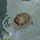 일월일지 이미지