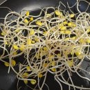 풍산농산 | 다이소 주전자에 콩나물 키우기 1주일 후기