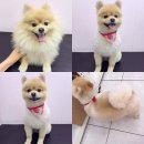 멍멍스타 이미지