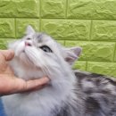 아토냥 이미지