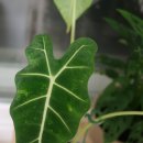 주식회사 잘팜 | 핸즈팜 뿌리발근제 : 식물영양제·뿌리활력제 추천, 화분영양제 활용법