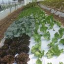 정성야채 이미지