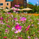 코스모스작은도서관 이미지