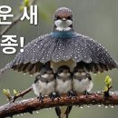 가장 믿기 힘들 정도로 놀라운 새 25종!꼭 보셔야 해요!너무 예쁘네요!이렇게 특별한 새들이 존재할 줄은 몰랐어요! | 4K 여행... 이미지