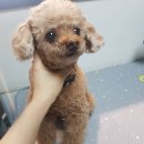 몽발소 이미지