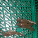 훼미리호좌대낚시터 이미지