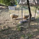 가나안농장한우 이미지