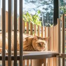 MODERN CAT 이미지