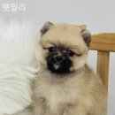 펫밀리 이미지
