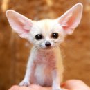 페넥여우(Fennec fox) 이미지