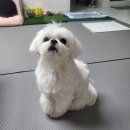 더봄애견 이미지