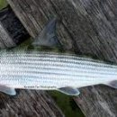 - 여골 Bonefish 이미지