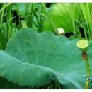 연꽃단지 이미지