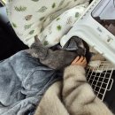 금손줄까 똥손줄까 | 2026 March Dump 고룡 생일의 달 그리고 첫인사