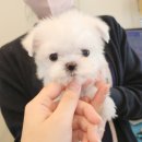 푸른들동물병원 이미지