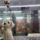 이쁘개 건강하개 이미지