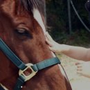 미사리 승마공원 이미지