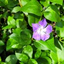 비블리아성서식물원 이미지