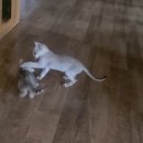 실버캐슬 캐터리 이미지