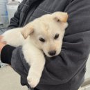 바른길동물병원 네이버블로그