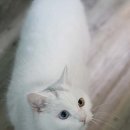 우다닥고양이호텔 이미지