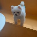 멍쉬멜로 이미지