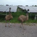 염소 태양광발전소 이미지