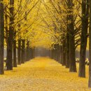 은행나무길 이미지