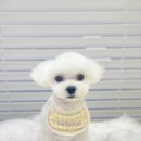 코지아지 이미지